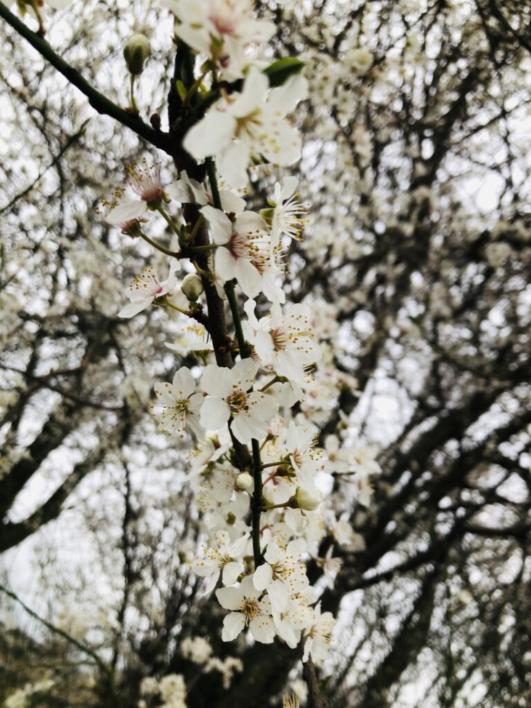Frühling